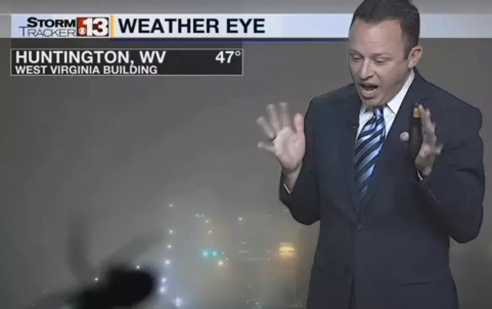 Weatherman Screams When He Sees Spider [VIDEO]