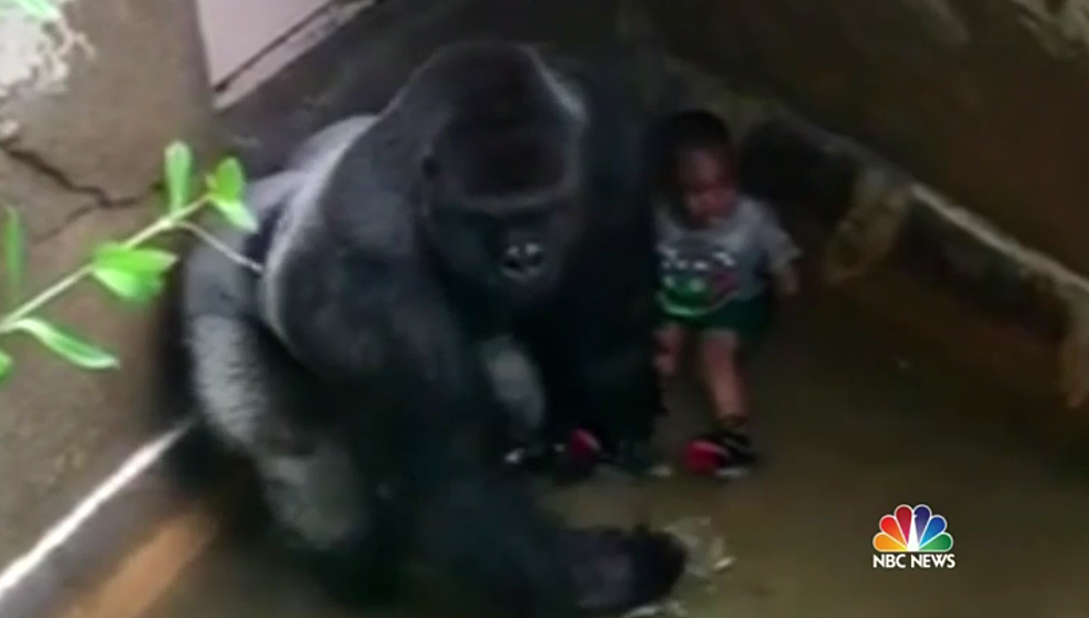 Internet Debates After Gorilla Harambe Shot Dead At Cincinnati Zoo To Save Child [VIDEO]