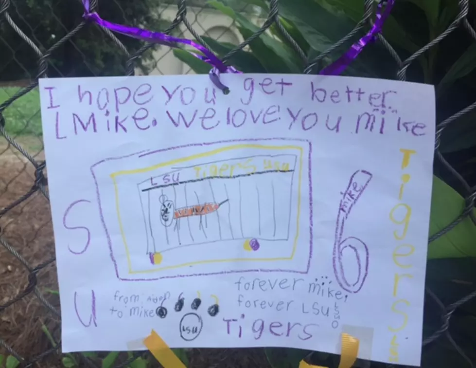 Fan Leaves Adorable &#8216;Get Well Card&#8217; At Mike The Tiger&#8217;s Habitat [PHOTO]