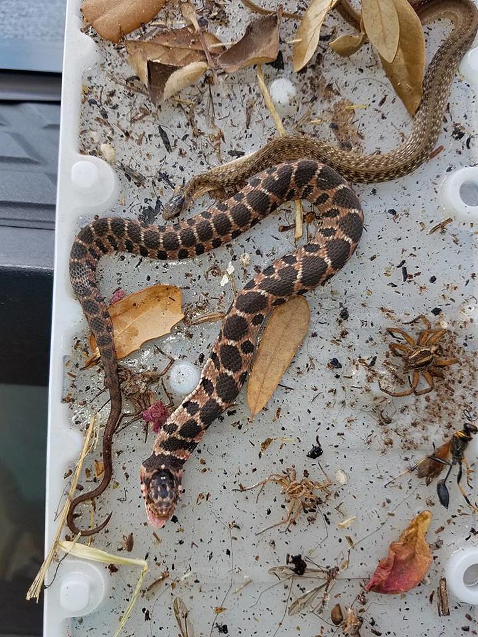 What This Guy Found On A Glue Trap In His Garage Will Make Your Skin Crawl [PHOTO]