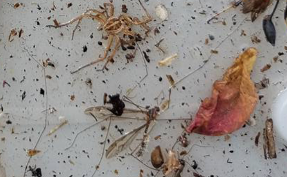 What This Guy Found On A Glue Trap In His Garage Will Make Your Skin Crawl [PHOTO]
