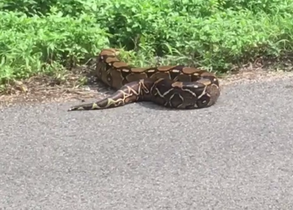 Large Snake Reportedly Spotted Near Raceland, Louisiana [VIDEO]
