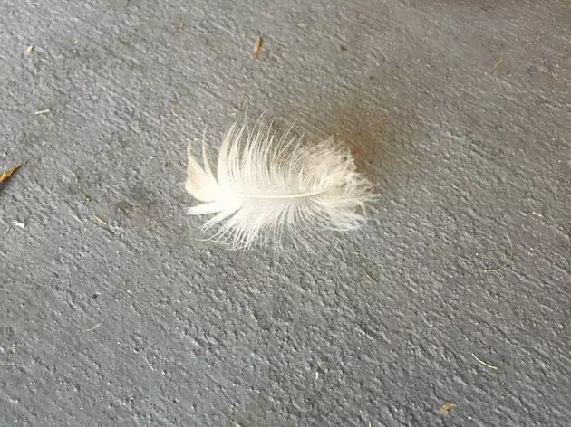 Chris Reed Continues To Find Feather In Garage [PHOTO]