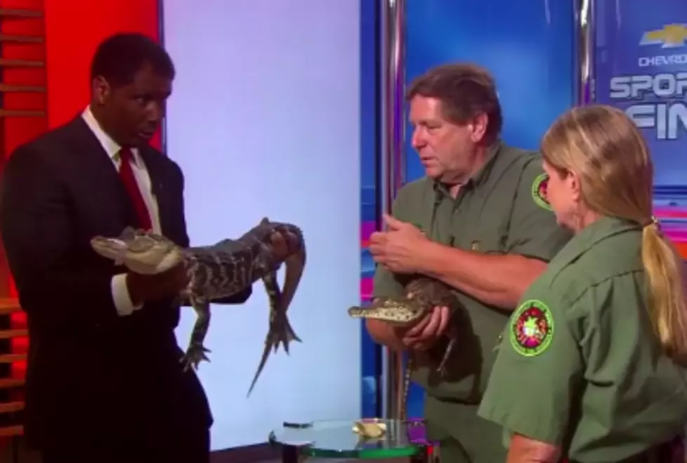Alligator VS News Anchor, Who Do You Think Wins? [VIDEO]