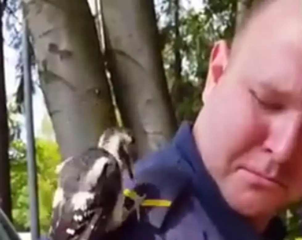Woodpecker Thinks Police Officer Is A Tree [VIDEO]