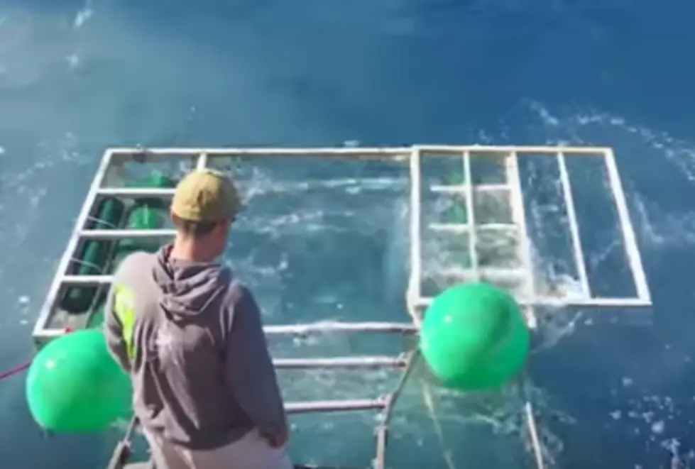 Large Shark Gets Into Diver’s Cage [VIDEO]