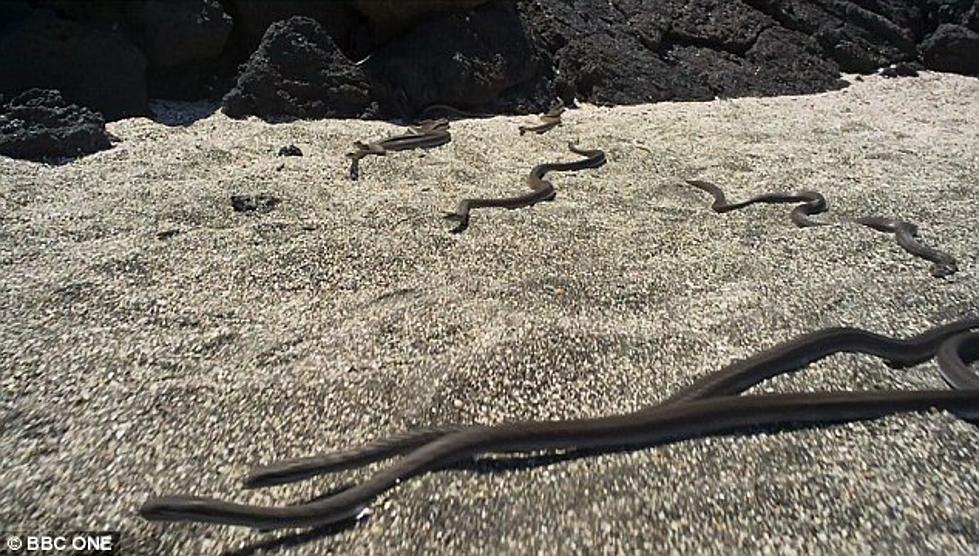 Baby Iguana Being Chased By Den Of Snakes Is The Most Intense Thing You’ll See All Day [VIDEO]