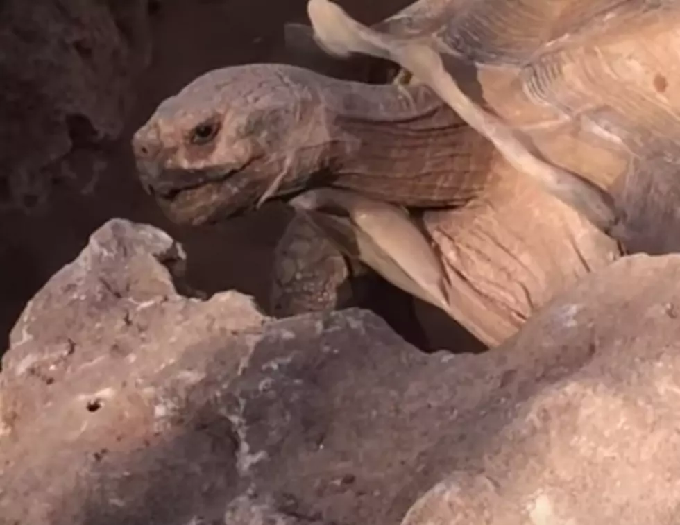 A Mating Tortoise Sounds Like It’s Saying ‘Wow’ [VIDEO]