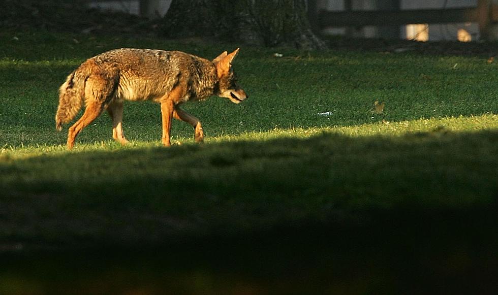 Coyote In Youngsville