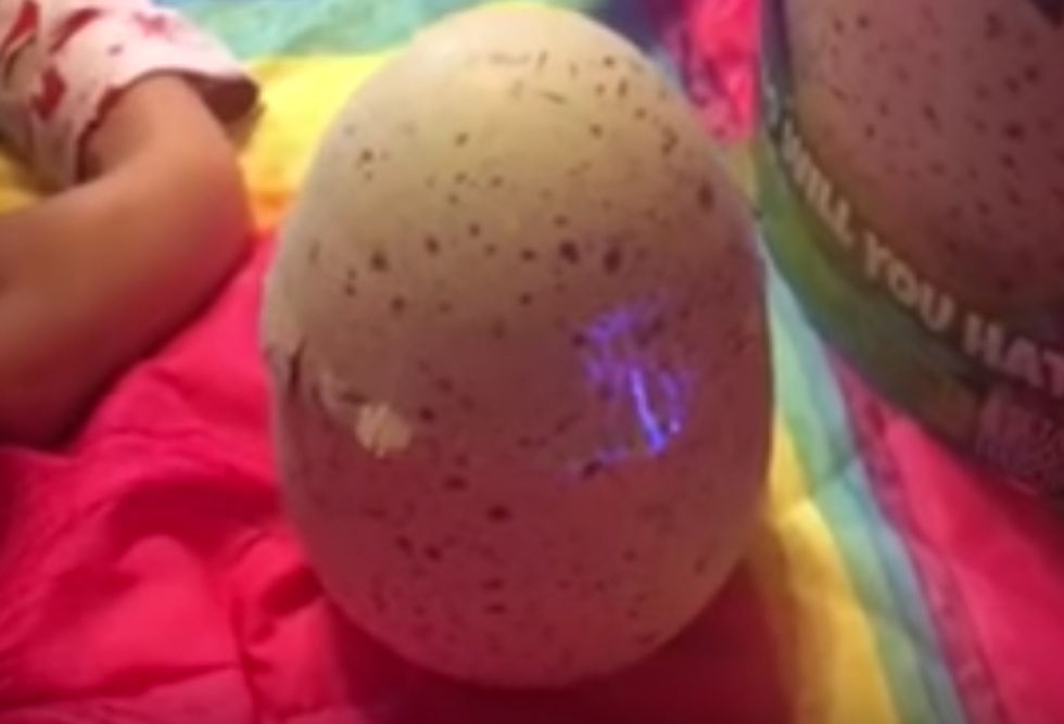 Are Hatchimals Now Cursing As They Hatch [NSFW-VIDEO]