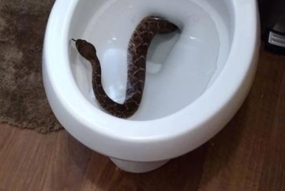 Family Finds Rattlesnake In Toilet, Then 23 More Under Their House [PHOTOS]