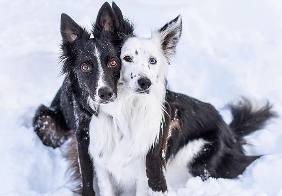 These Hugging Pups Will Give You Engagement Pic Envy