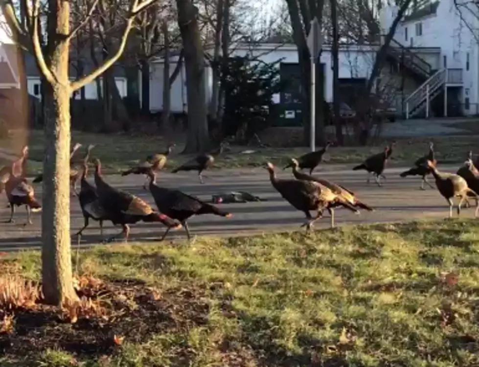 Turkeys Walk Around Dead Cat, But Why? [VIDEO]
