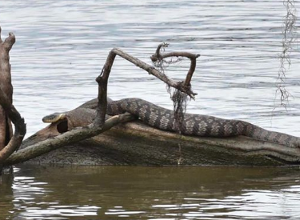 Large Snake Spotted In Lake Verret [PHOTO]