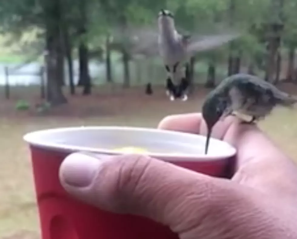 The Red Solo Cup Attracts Hummingbirds [VIDEO]