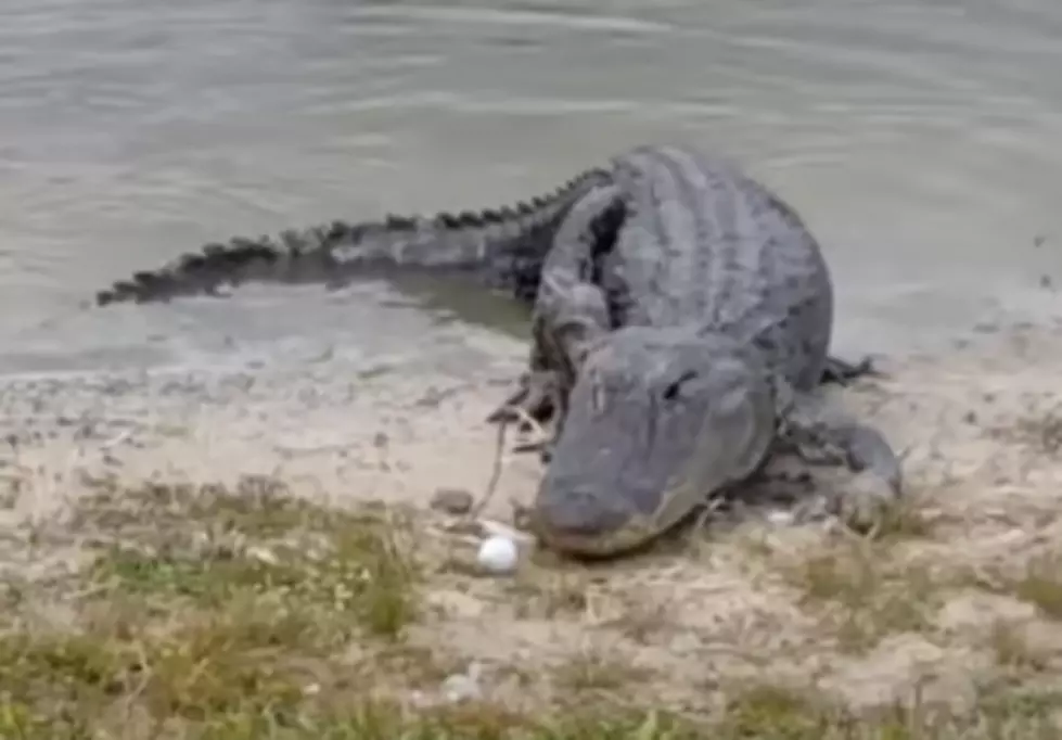 Alligator Eats Golf Ball After It Hits Him [VIDEO]