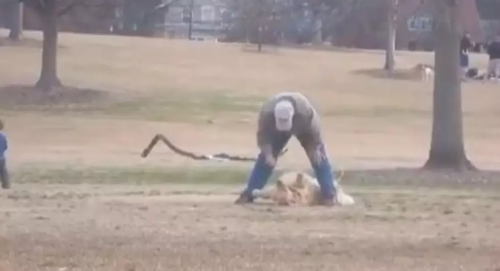 This Dog Plays Dead To Trick His Owner Into Staying At The Park