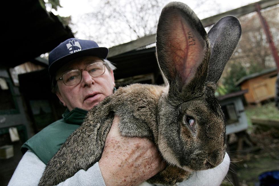 Rabbit Found with Tentacle-Like Growths in South Dakota