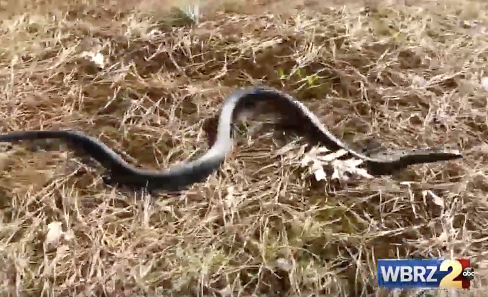 Ascension Parish Residents Are Seeing A Large Number Of This Aggressive Snake [VIDEO]
