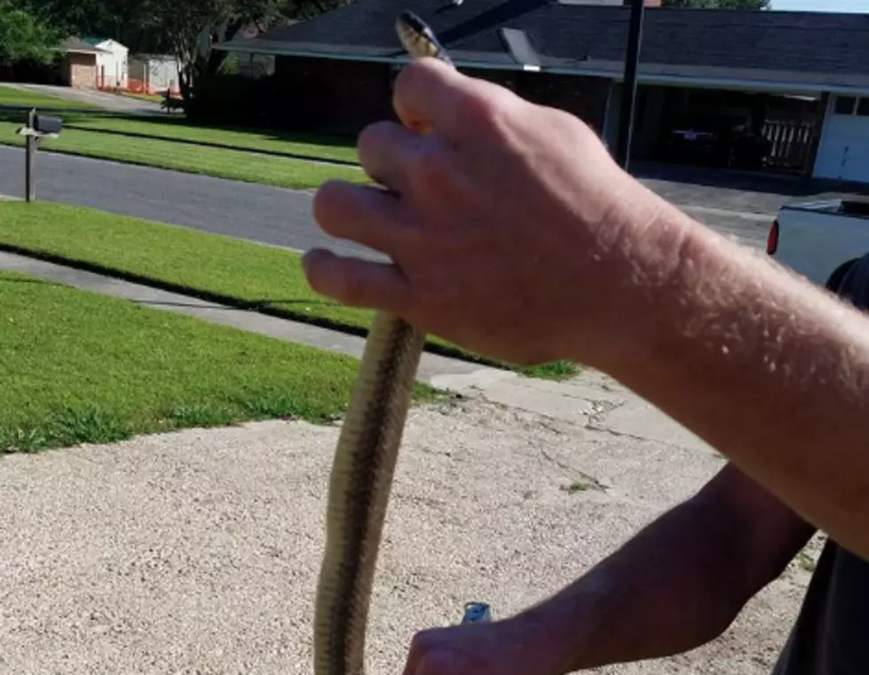 Man Pulls Snake From Child’s Car Seat [VIDEO]
