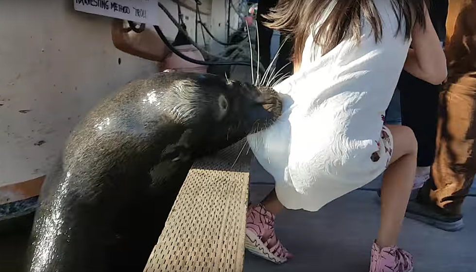 Sea Lion Grabs Little Girl From Dock And Pulls Her Underwater [VIDEO]