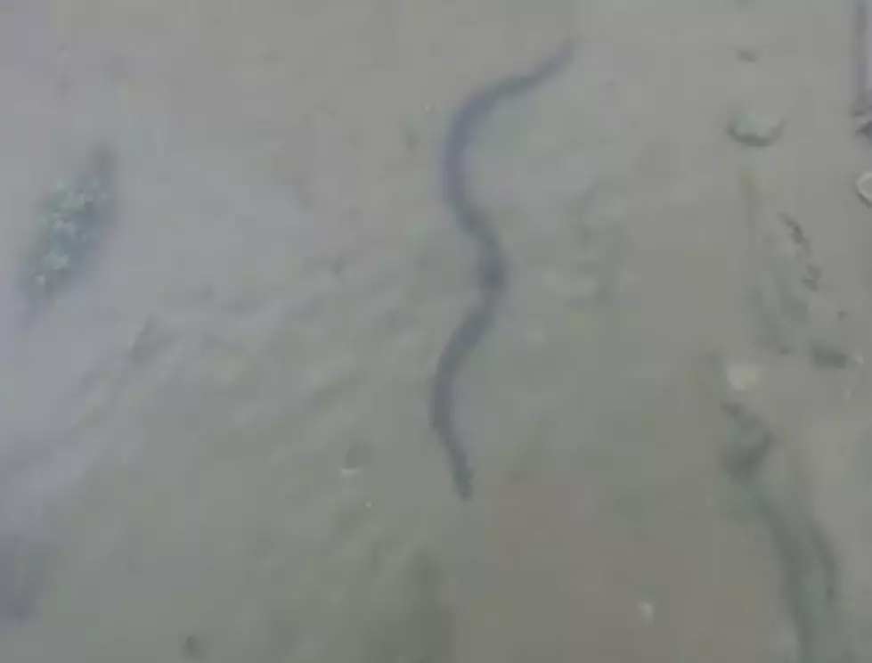 Large Snakes Spotted Swimming Near Youngsville Sports Complex [VIDEO]