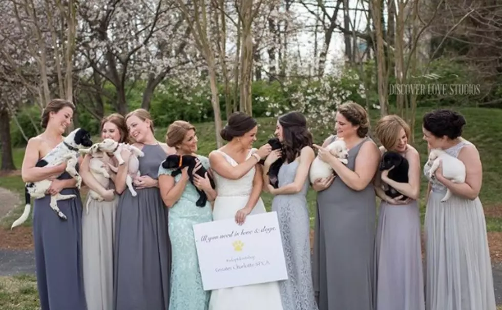 Bridal Party Ditches Flowers For Puppies