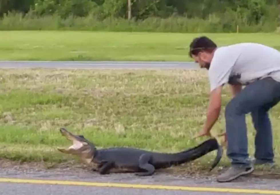 Watch This Louisiana ‘Gator Man’ Use His Bare Hands To Rescue An Alligator That Wandered Onto Hwy 90 [Video]