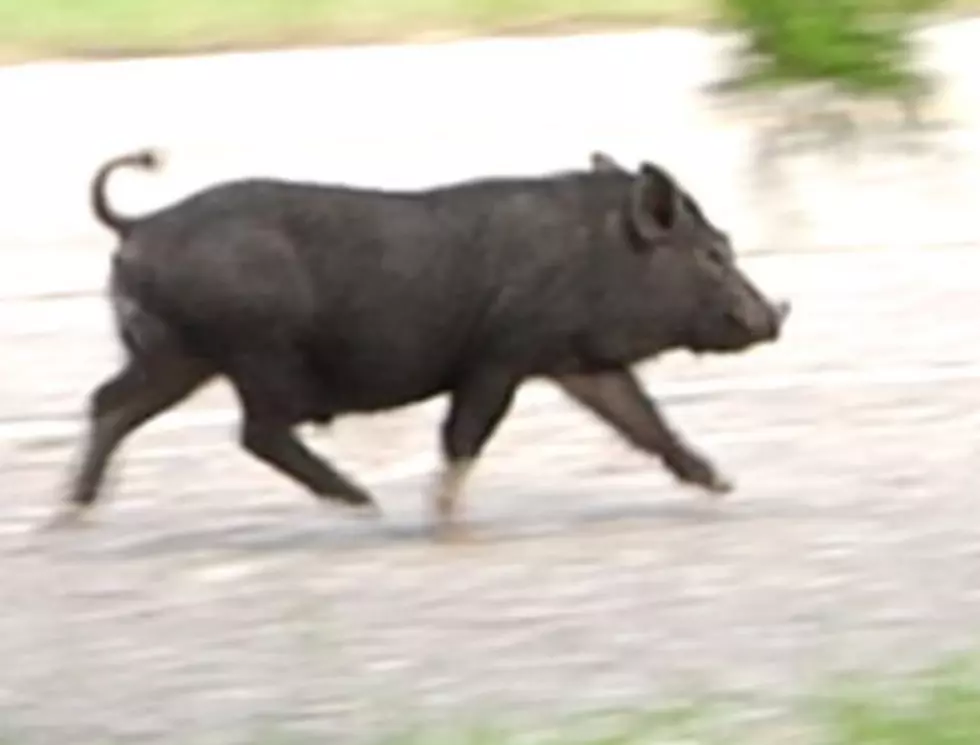 New Iberia Has A Pig On The Loose [VIDEO]
