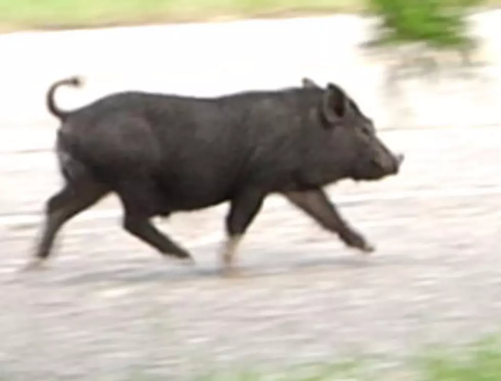 New Iberia Has A Pig On The Loose [Video]