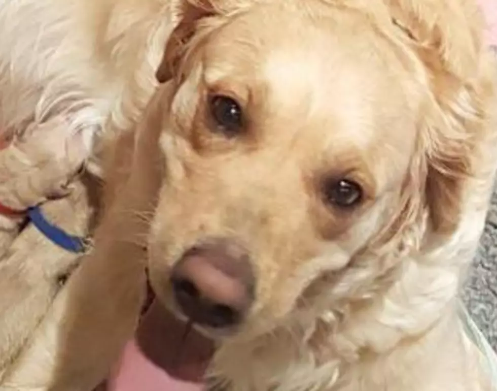 Golden Retriever Gives Birth To Green Puppy [PHOTO]