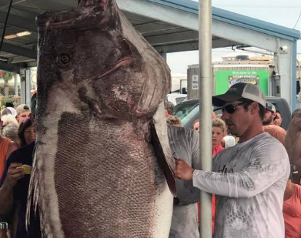 Man Catches Massive Grouper At Recent Fishing Tournament [PHOTOS]