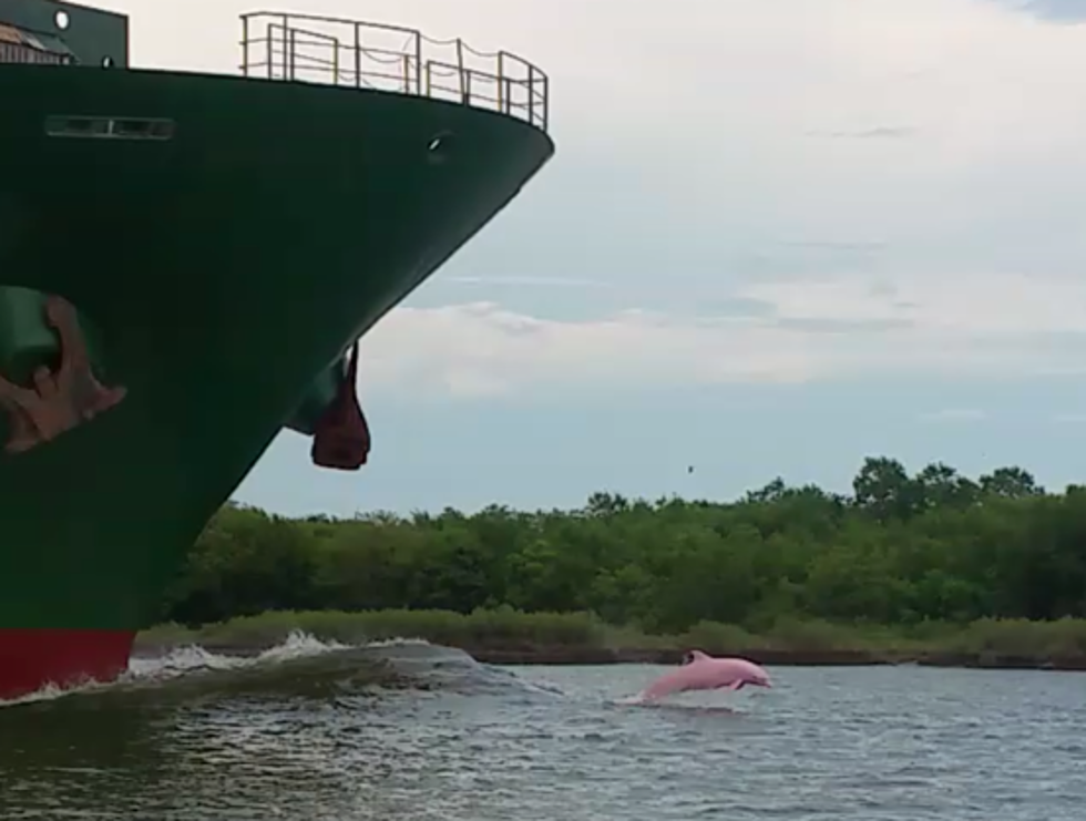 Pink Dolphin Spotted In Cameron Parish