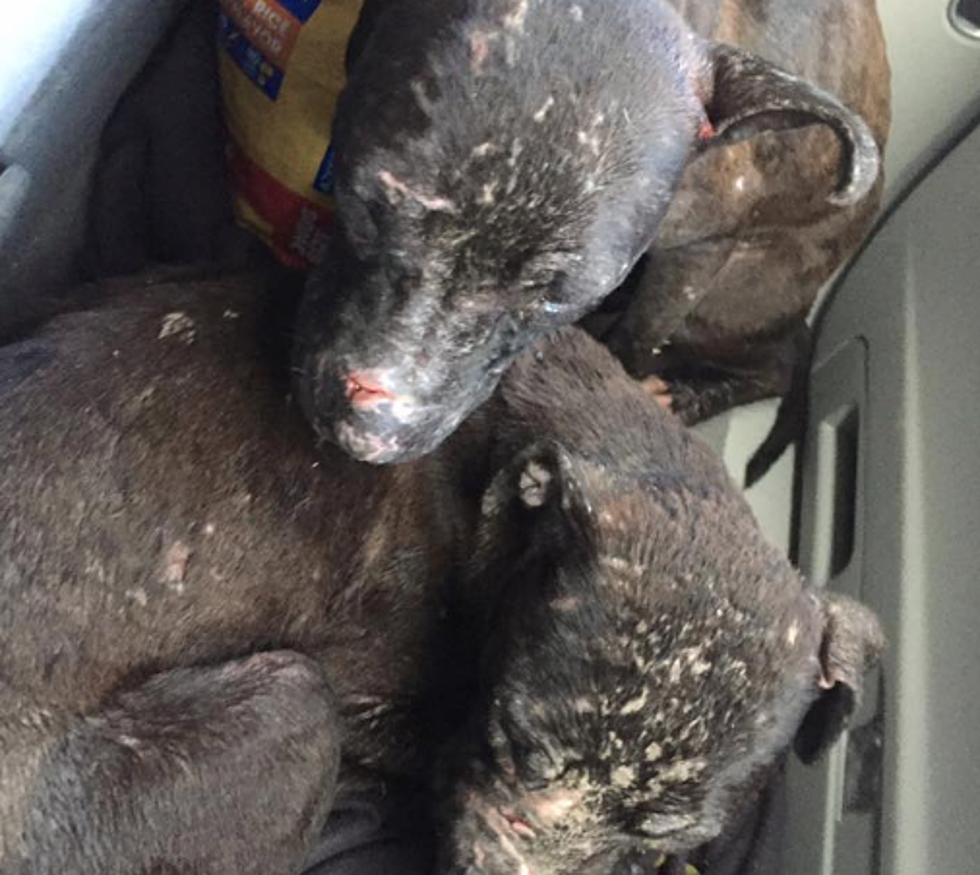 Pit Bull Puppies Dumped On The Side of Highway [PHOTOS]