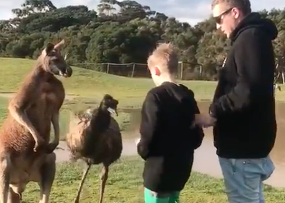 Kangaroo Punches Kid In Face [VIDEO]