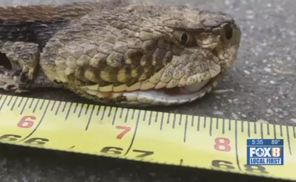 This Massive Snake Found Under A New Orleans Home Is Straight Up Nightmare Fuel [VIDEO]