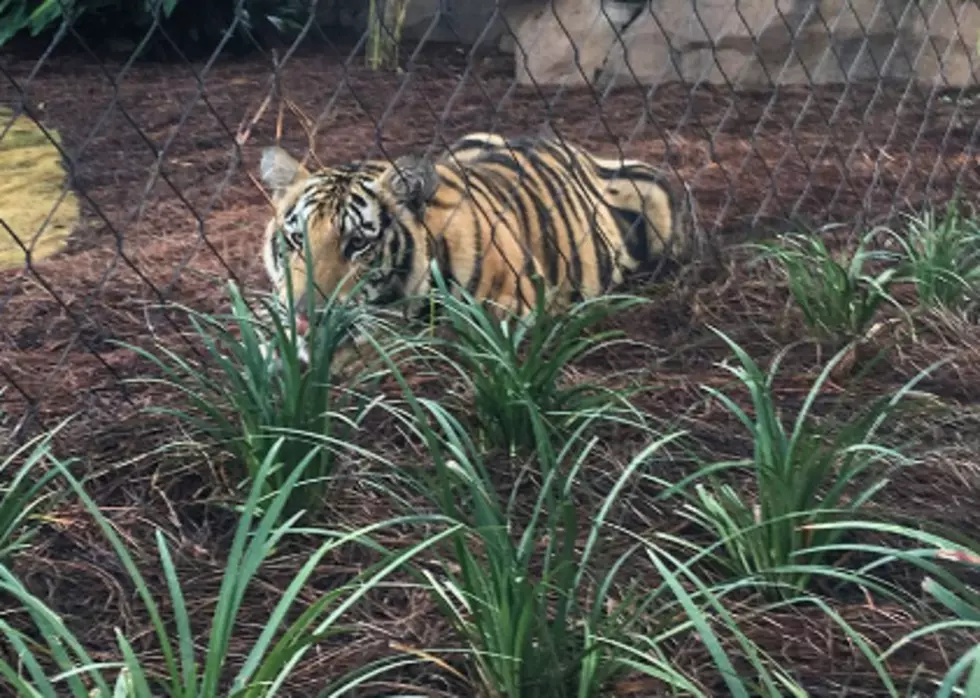 Mike VII Makes On-Campus Debut At LSU [VIDEO]