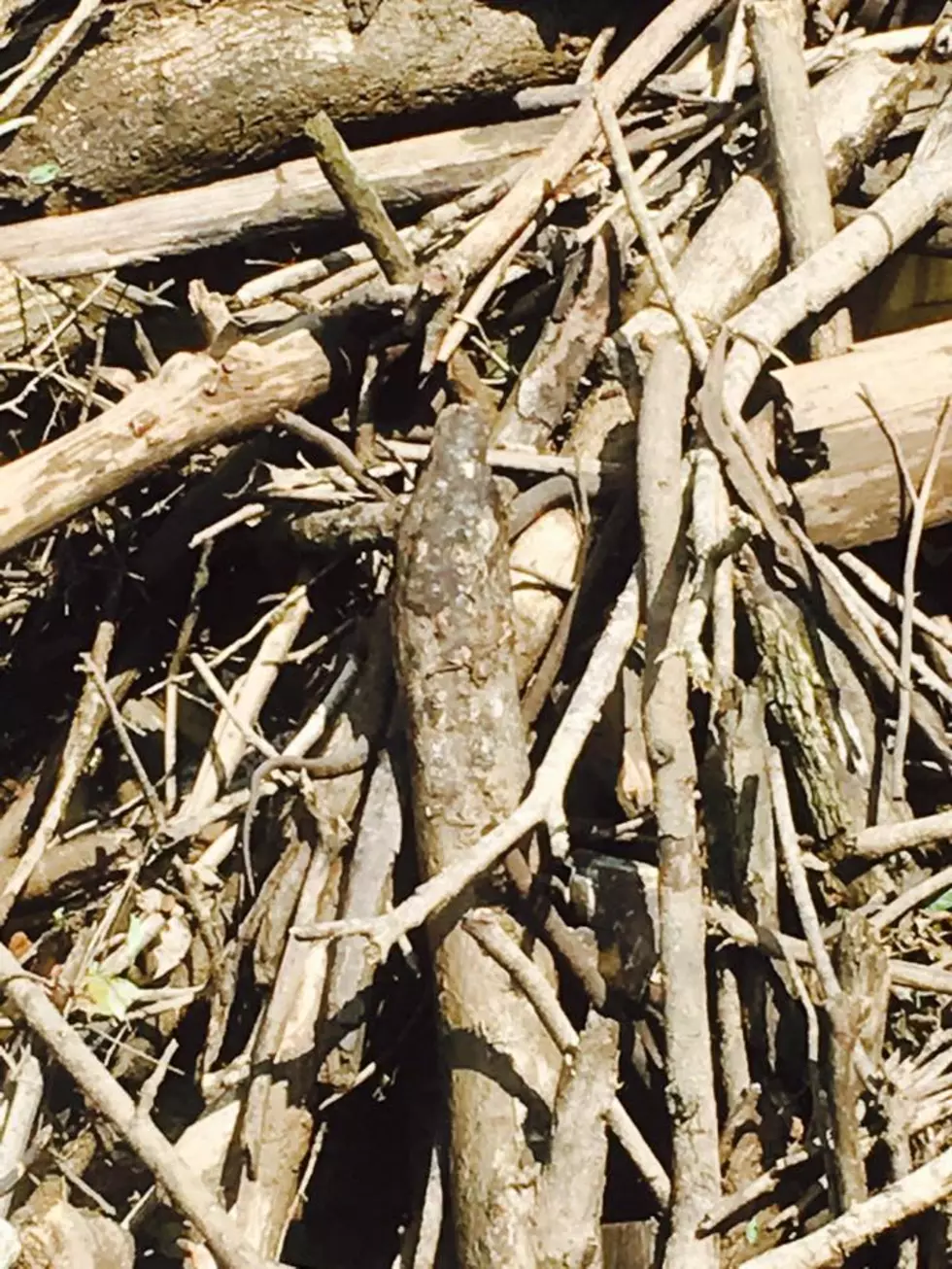 Can You Find The Moccasin Snake In This Pile Of Branches?