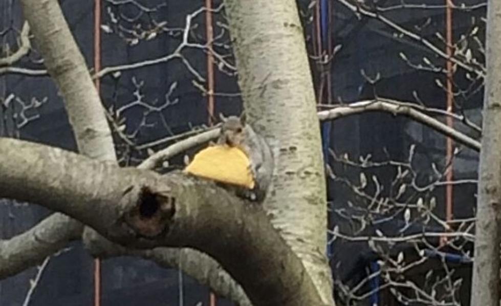 Move Over, Pizza Rat. It’s All About #TacoSquirrel Now.