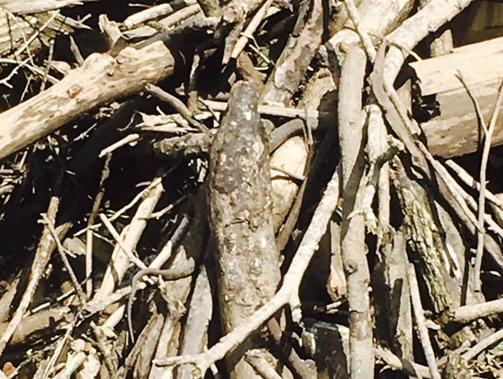 Can You Find The Moccasin Snake In This Pile Of Branches?