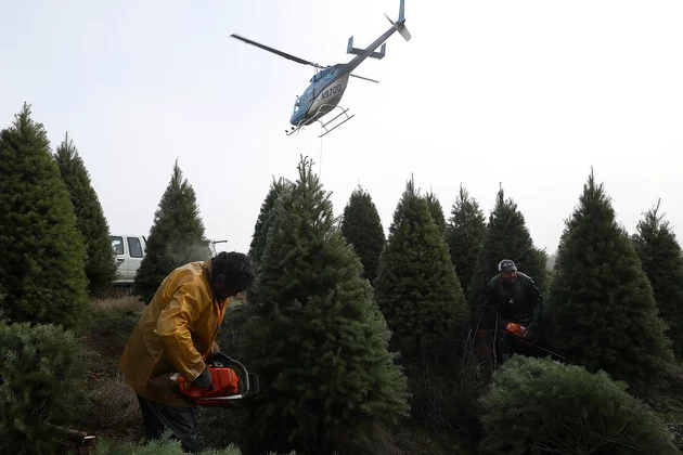 You Can Expect A Christmas Tree Shortage This Holiday Season