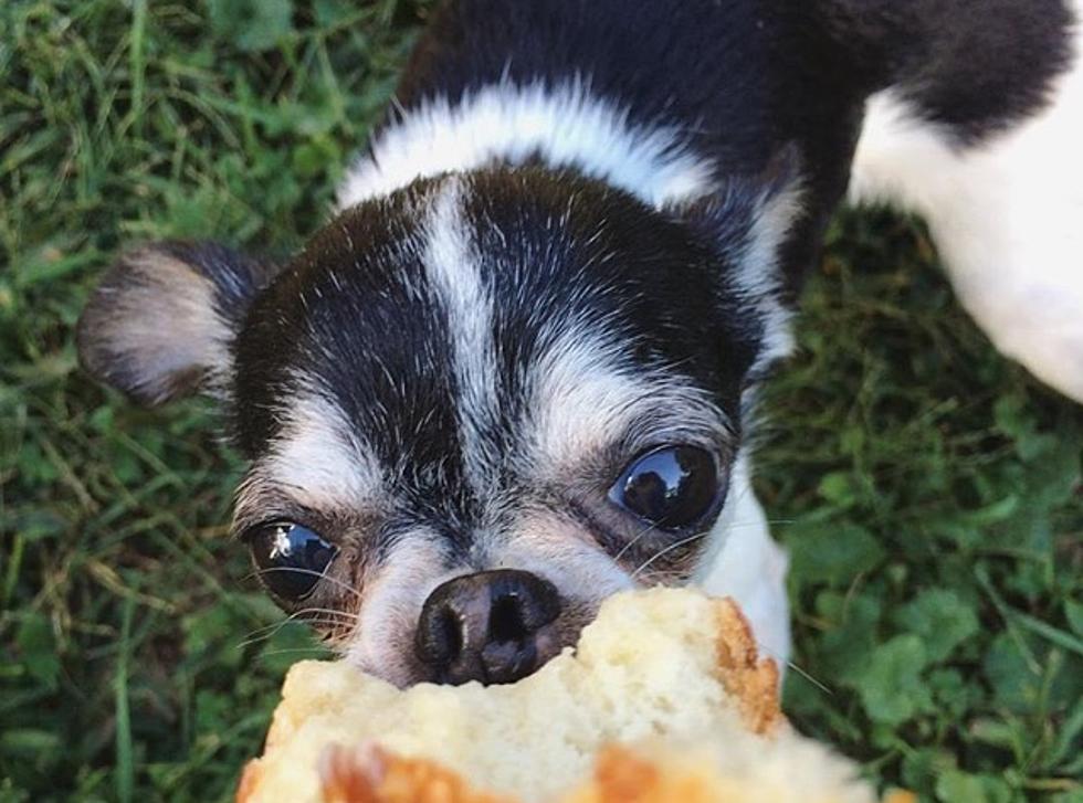 Chihuahua Finds New Home After Eating His Dead Owner