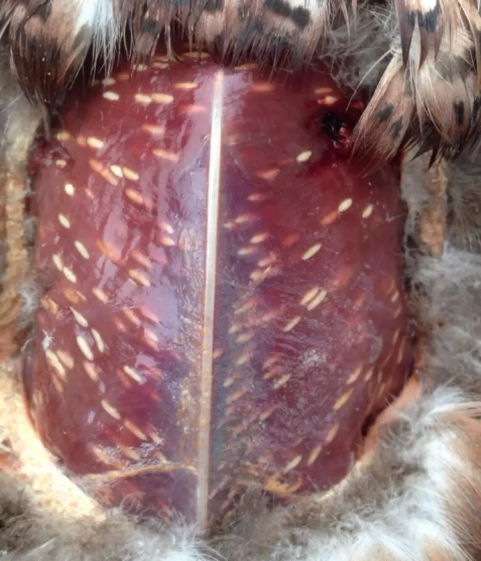 You Should Not Eat This Duck Or Goose If You See This In It [PHOTO]