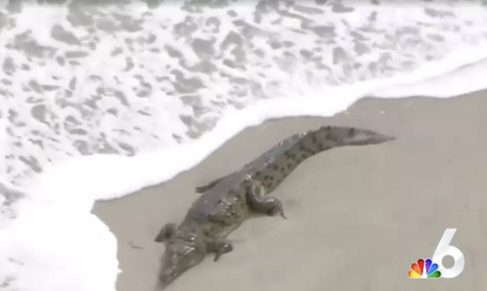Huge Crocodile Spotted On Hollywood Beach [VIDEO]