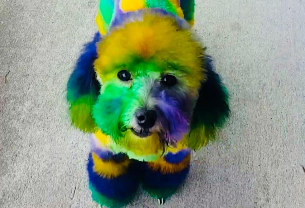 This Dog Just Won Mardi Gras