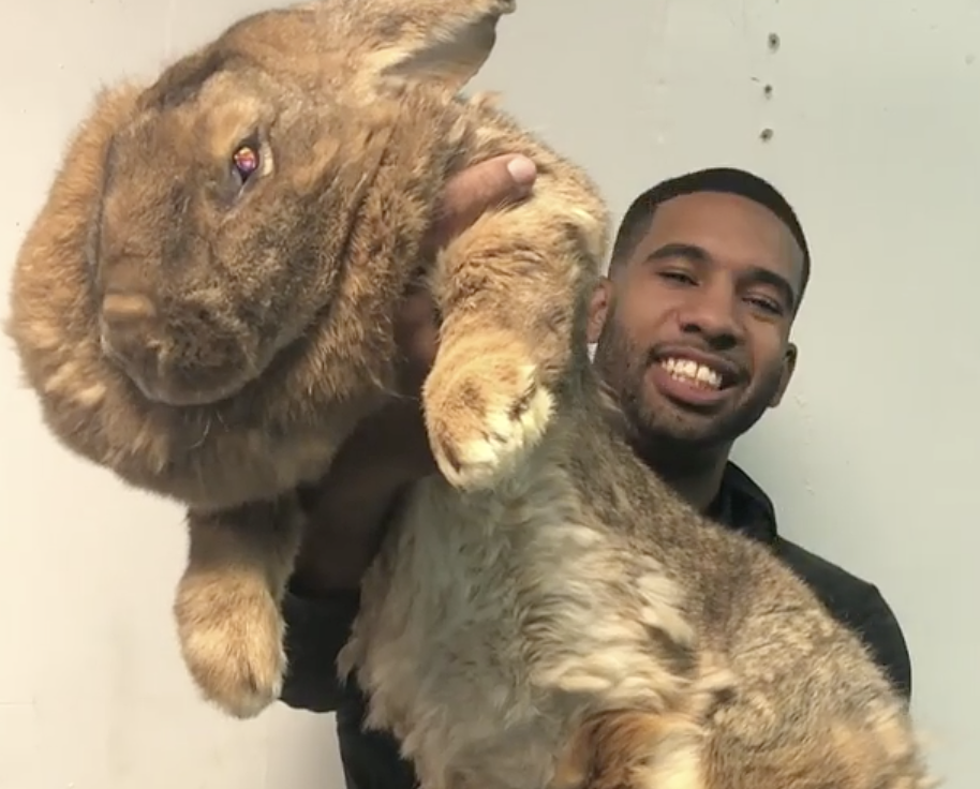 Man Introduces World To Huge Rabbit [VIDEO]