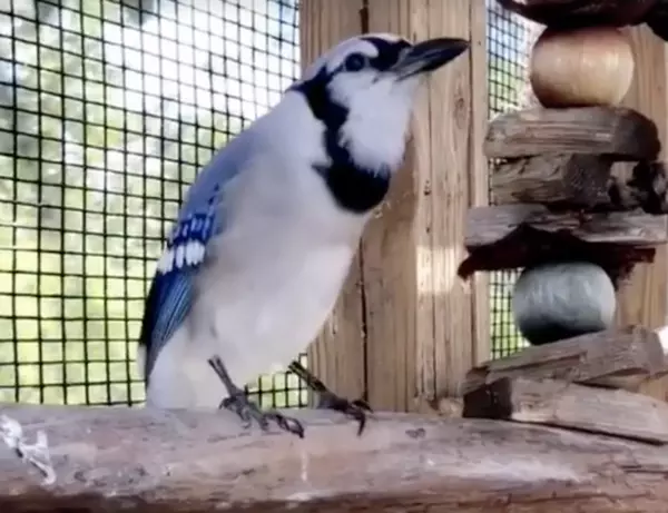 Why Does This Bird Sound So Much Like A Cat? [VIDEO]