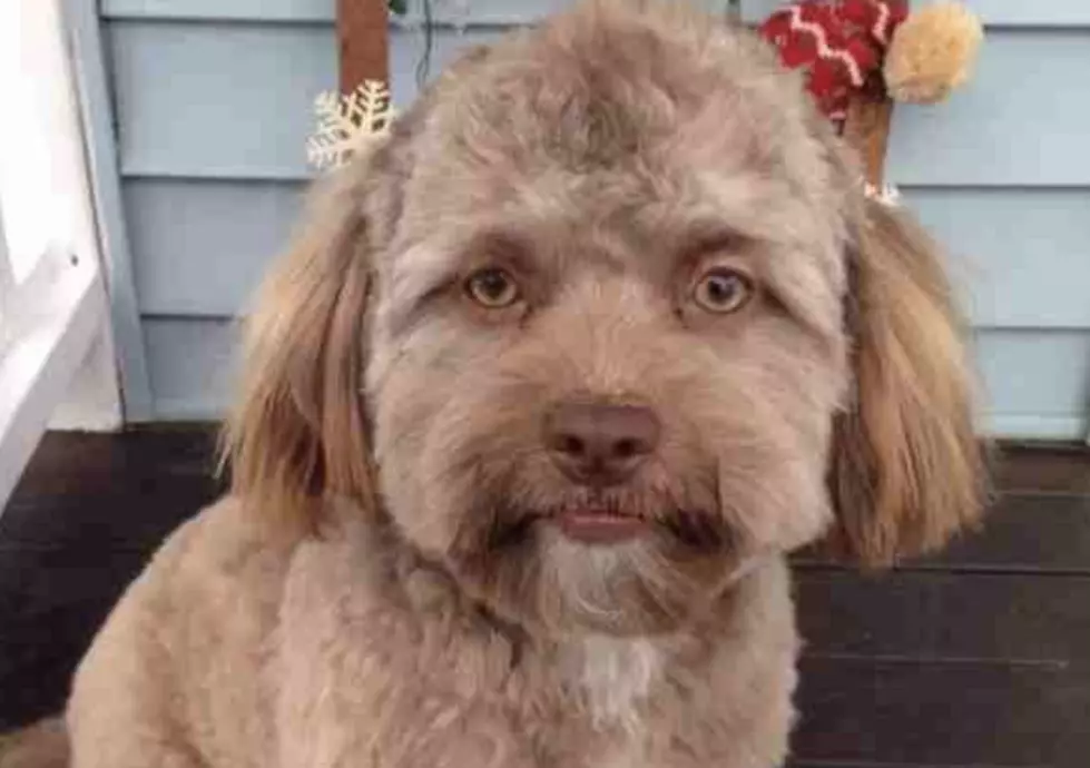 Dog’s Face Goes Viral After People Say It Resembles A Human [PHOTO]