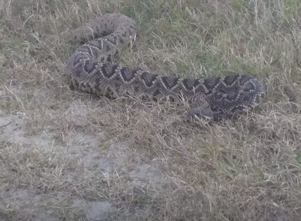 Jacksonville Woman Spots Huge Rattlesnake [NSFW-VIDEO]