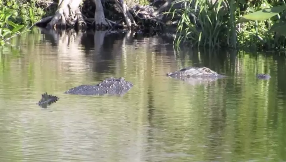 Watch This Massive 15-Foot Alligator Emerge From The Water [Video]